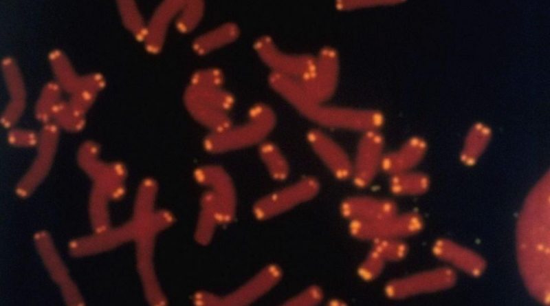 Micrograph of human chromosomes with yellow dye marking location of telomeres - Los Alamos National Laboratory